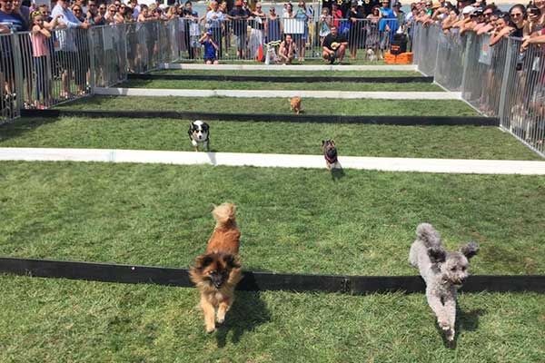 Dogs in the Park comes to North Sydney