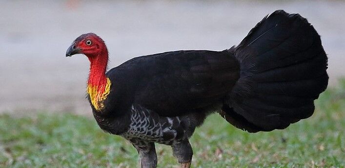 It’s brush turkey season