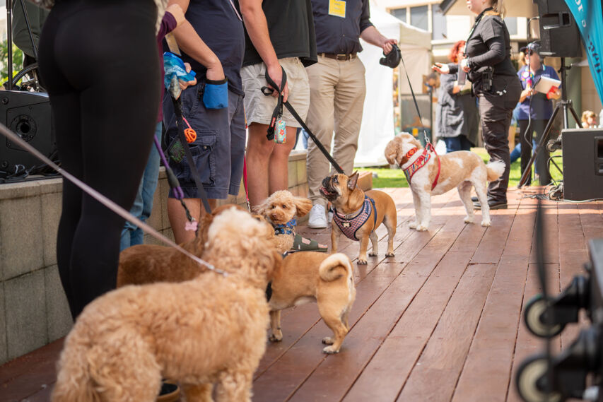 North Sydney Sun to host Canine Capers at Crows Nest Festival