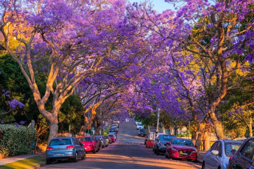 The origin of jacarandas and how they came to North Sydney